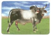 Boi-Vaca-Bufalo 001