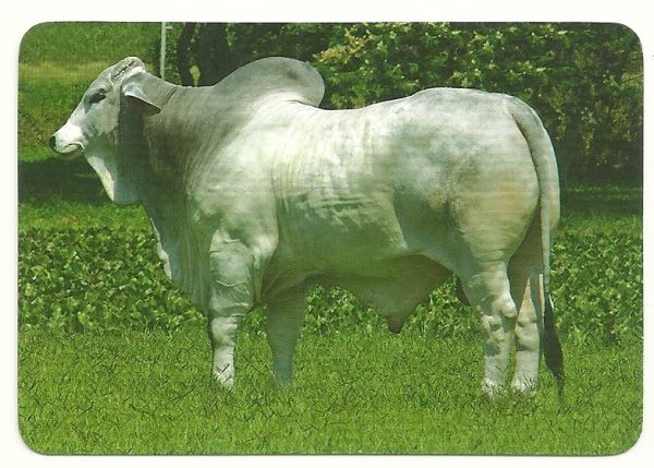 Boi-Vaca-Bufalo 002