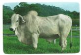 Boi-Vaca-Bufalo 014