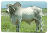 Boi-Vaca-Bufalo 006