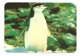 Pinguins 002