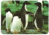 Pinguins 001
