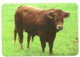 Boi-Vaca-Bufalo 008