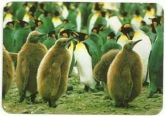 Pinguins 008