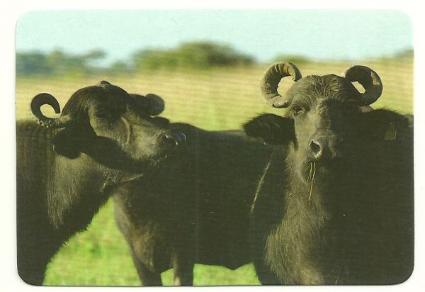 Boi-Vaca-Bufalo 004