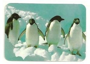 Pinguins 003