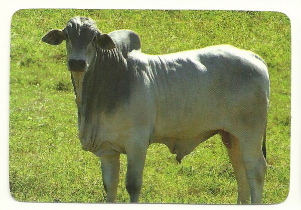 Boi-Vaca-Bufalo 012