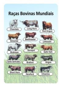 Raças Bovinas nº 002