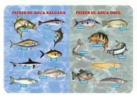 Especie de Peixes nº 004